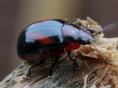 Paropsisterna erudita