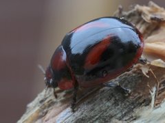 Paropsisterna erudita