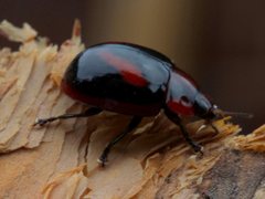 Paropsisterna erudita