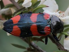 Castiarina thomsoni