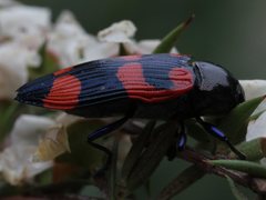 Castiarina thomsoni