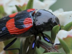 Castiarina thomsoni