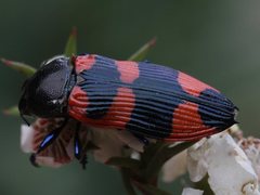 Castiarina thomsoni