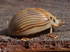 Paropsisterna intacta