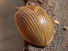 Paropsisterna intacta