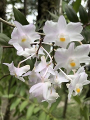 Dendrobium mutabile