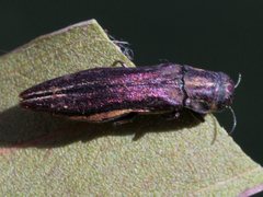 Agrilus australasiae