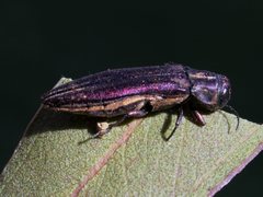 Agrilus australasiae
