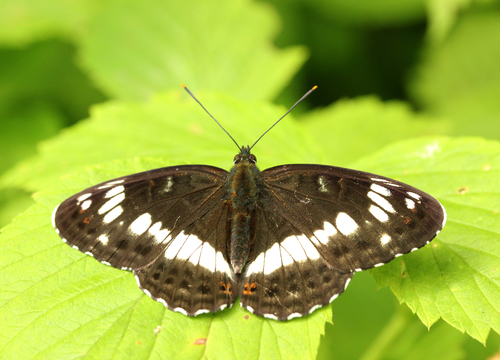 Eurasian White Admiral