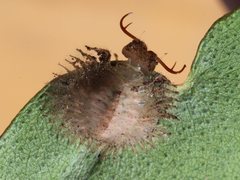 Nymphidae