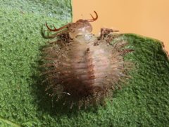 Nymphidae
