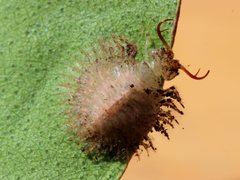 Nymphidae