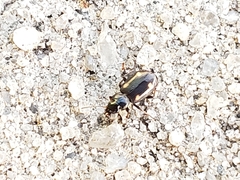 Tetragonoderus laevigatus