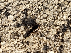 Tetragonoderus laevigatus