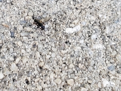 Tetragonoderus laevigatus