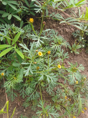 Chrysanthellum indicum afroamericanum