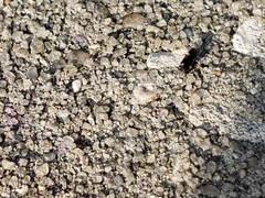 Tetragonoderus laevigatus