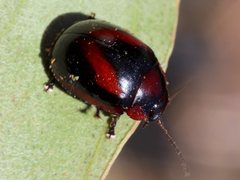 Paropsisterna erudita