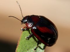 Paropsisterna erudita