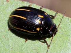 Paropsisterna lineata