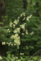 Dactylis glomerata