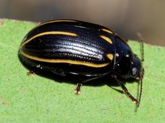 Paropsisterna lineata