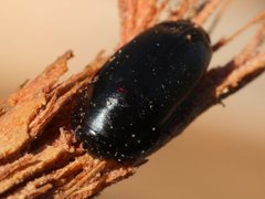 Pseudomorphini