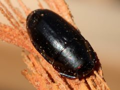 Pseudomorphini
