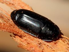 Pseudomorphini