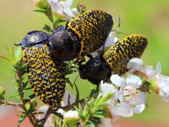 Stigmodera macularia