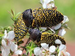 Stigmodera macularia