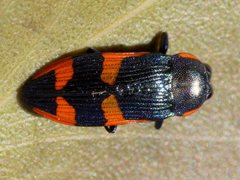 Castiarina supergrata