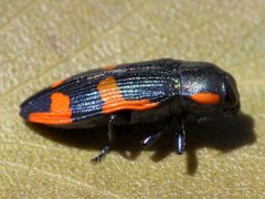 Castiarina supergrata