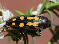 Castiarina xanthopilosa