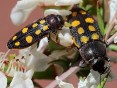 Castiarina xanthopilosa
