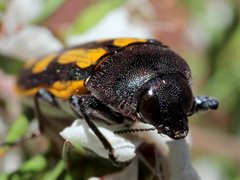 Castiarina xanthopilosa