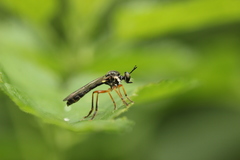 Dioctria hyalipennis