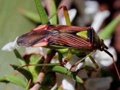 Pseudopantilius australis