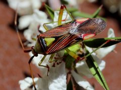 Pseudopantilius australis