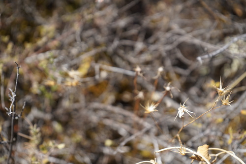 Image of Crupina vulgaris by (c) Diego Rodríguez Hernández, some rights reserved (CC BY)