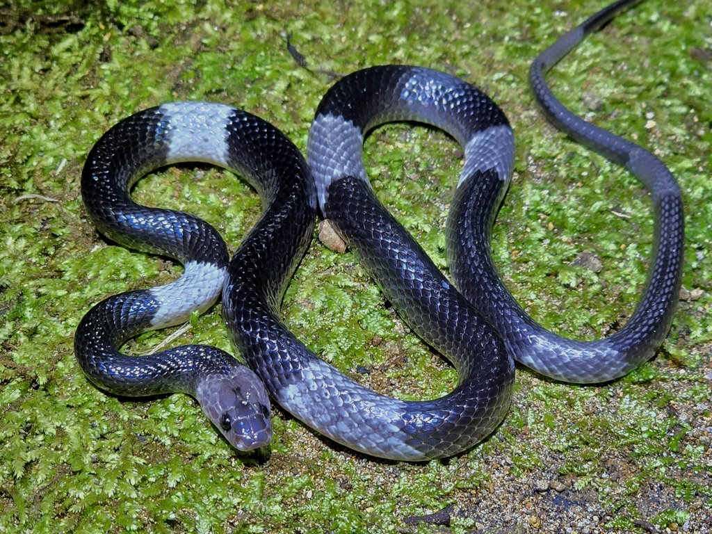 Malayan Banded Wolf Snake