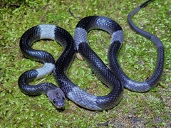 Malayan Banded Wolf Snake photo 1