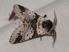 Furcula scolopendrina