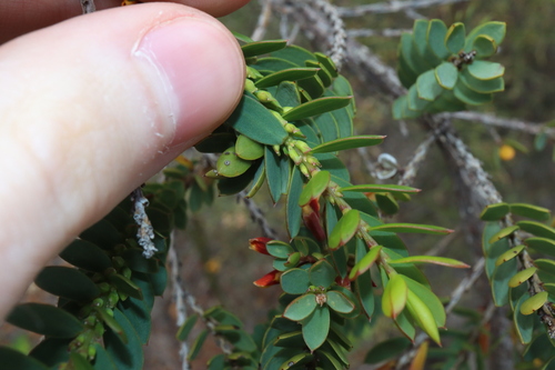 Image of Eutaxia myrtifolia by (c) Thomas Mesaglio, some rights reserved (CC BY)