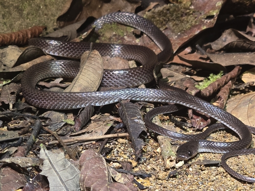 Dark Wolf Snake