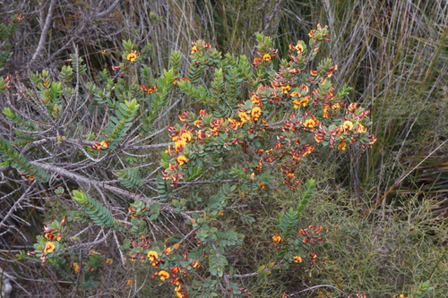 Image of Eutaxia myrtifolia by (c) Thomas Mesaglio, some rights reserved (CC BY)