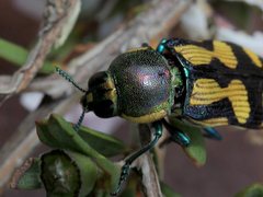 Castiarina adelaidae