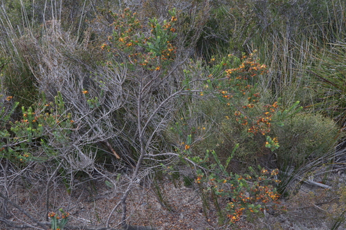 Image of Eutaxia myrtifolia by (c) Thomas Mesaglio, some rights reserved (CC BY)