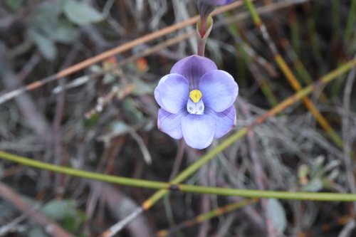 Image of Thelymitra cornicina by (c) Thomas Mesaglio, some rights reserved (CC BY)
