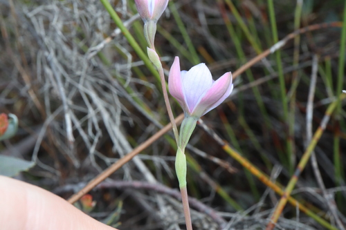 Image of Thelymitra cornicina by (c) Thomas Mesaglio, some rights reserved (CC BY)